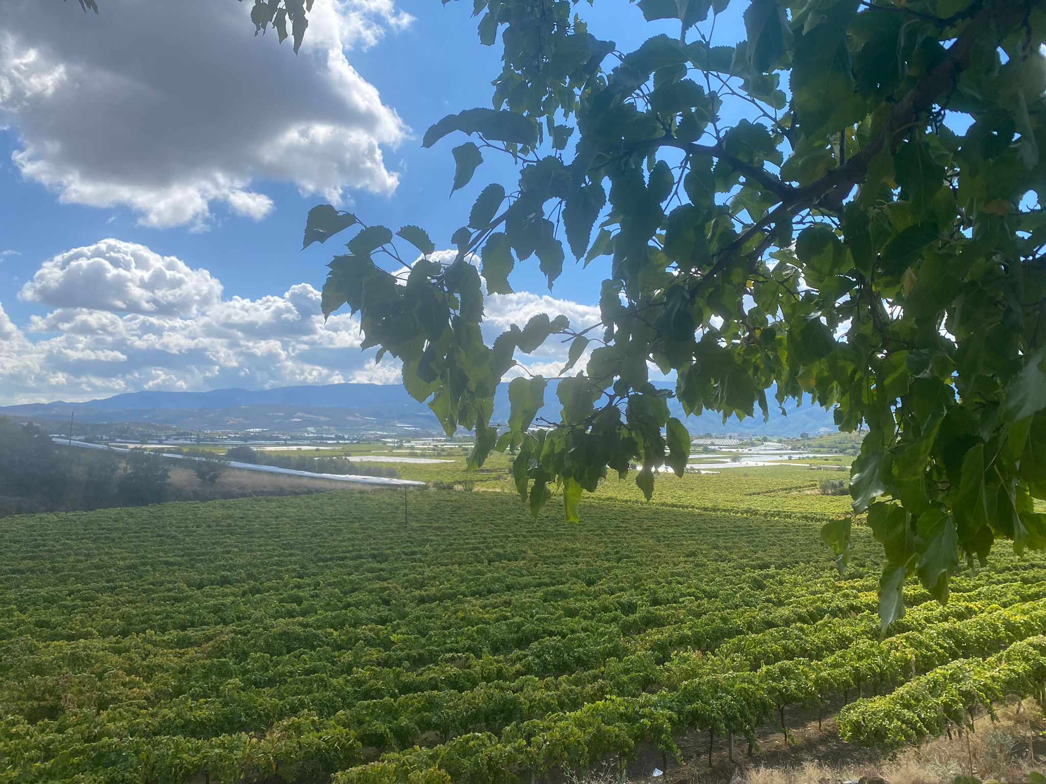 Sarıgöl Bağlarında Sonbahar Renkleri: Yeşilden Sarıya Doğanın Sessiz Dönüşümü Manisa’nın